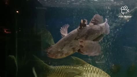 Ikan Ketutu Marble Goby In The 622 Tank Youtube