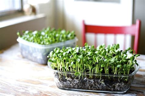 Growing Microgreens Indoors The Ultimate Guide Indoor