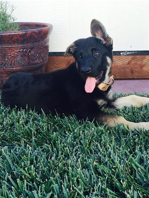 Ckc reg'd german shepherd puppies parents are from champion bloodlines mom is sable dad is black and red 4 females 4 males last 5 pictures are the. Adorable Black Sable German Shepherd! | Sable german shepherd, German shepherd puppies
