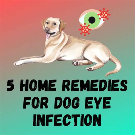5 Home Remedies For Dog Eye Infection