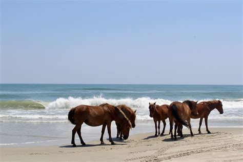 Wild Horses In The Outer Banks Smithsonian Photo Contest