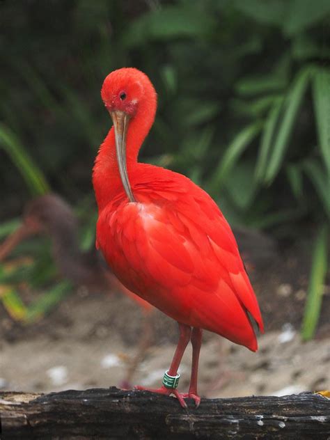 Scarlet Ibis Facts Description Habitat Adaptations Pictures