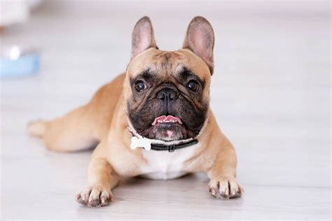 Best French Dog Names For Your Pooch Our Top Picks