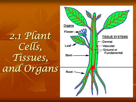 2 1 Plant Cells Tissues And Organs Gambaran