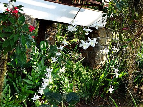 ในวงศ์ orchidaceae ดอกสีขาว หอม ใช้ทำยาได้. Bloggang.com : ภาวิดา คนบ้านป่า : ประสบการณ์การเลี้ยง ...