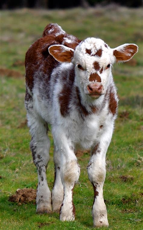 Luann Kessi Cows And Calves