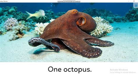 Aquatic animals - YouTube