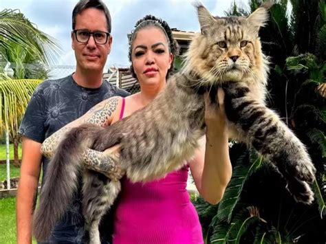 Conheça O Gato Brasileiro Que Pode Entrar Para O Guinness Book Como O