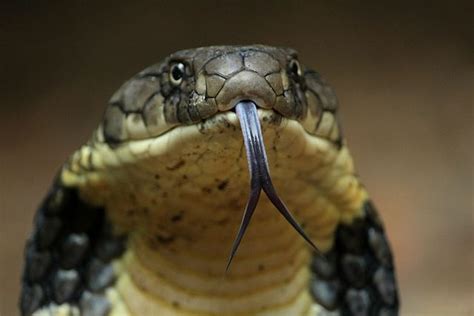 King Cobra Facts For Kids All About King Cobra