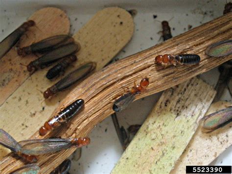 Western Drywood Termite Incisitermes Minor