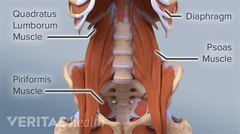 Muscles of the lower back. The Essential Role of the Psoas Muscle