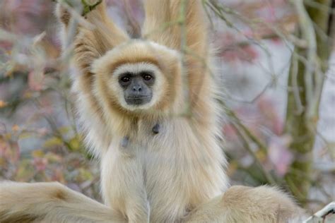 Learn about our lar gibbons - Dudley Zoo and Castle