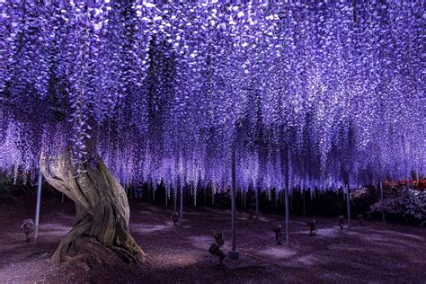 Hidden Wonders Of Japan Calling All Flower Fans Where To See