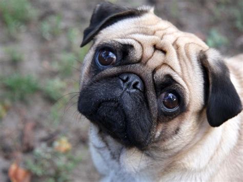 As Melhores Raças De Cachorro Para Apartamento Cute Pug Puppies Pug
