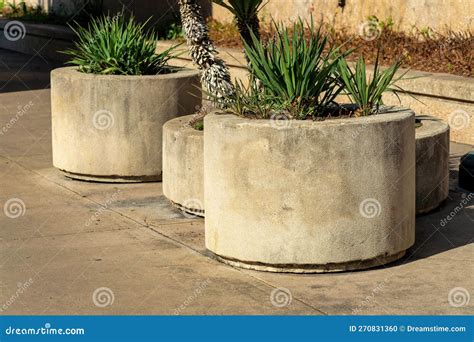 Round Planter with Tropical Plants and Palm Trees in Pots in Urban Area