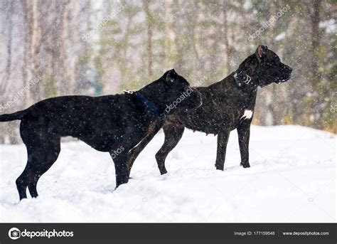 Cane corso in the snow | Big black dog Cane Corso in winter walk in the
