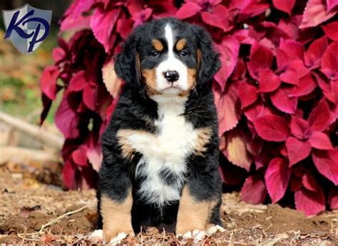 17 Best Images About Bernese Mountain Dog On Pinterest