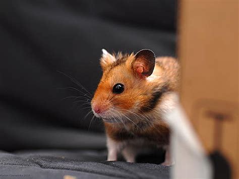 Cute Hamster Wallpaper Wallpapersafari