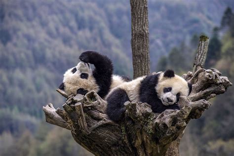 How We Saved Pandas From Extinction As The Rest Of Nature Collapsed Vox
