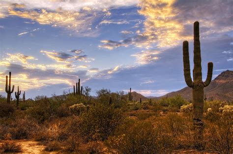 The Sonoran Desert Photograph By Saija Lehtonen Fine Art America