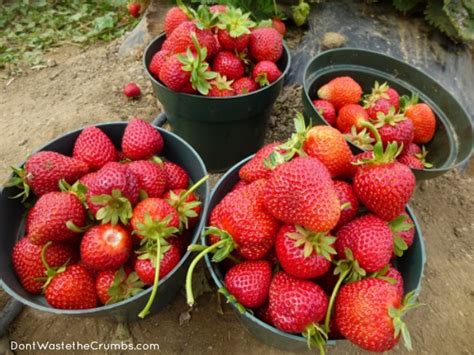 If you do buy vegetables at aldi, remember to do your part and check for bad spots. Teaching Kids Where Real Food Comes From {and 20 ...