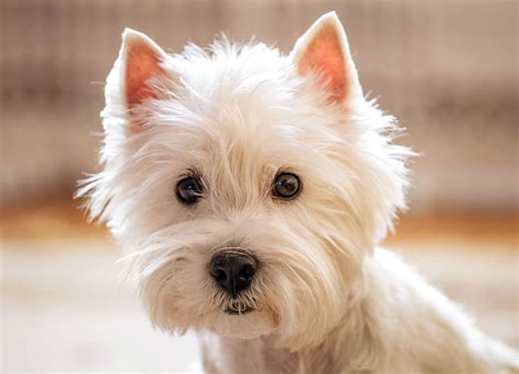 Top 10 Do Westies Have Hair Or Fur You Need To Know