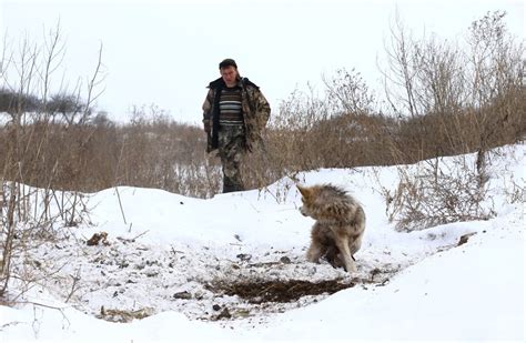 Chernobyl Wolves Radioactive Wolves Of Chernobyl Scary Mutations Full