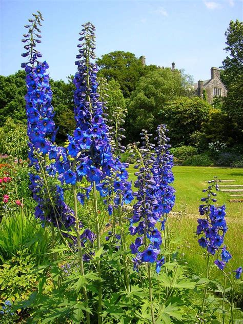 What Are The Secrets To The Correct Care Of Delphinium Read This