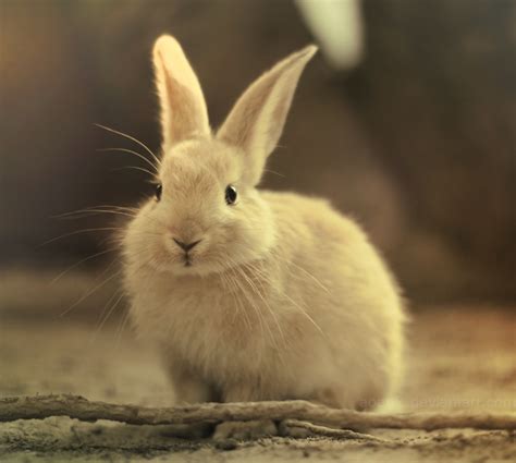 Bunny Bunny Rabbits Photo 30657035 Fanpop
