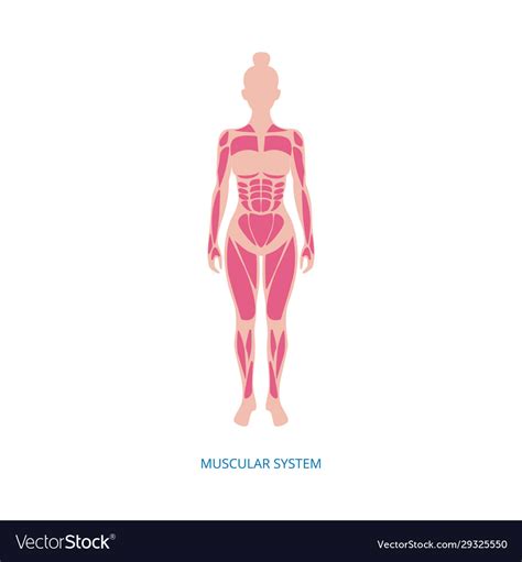 Muscular System Muscles Anatomy Female Body Vector Image