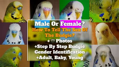 Male Or Female How To Tell The Sex Of The Budgie Photos Step By Step Budgie Gender