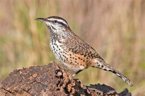 I began to come up with some theories. Cactus Wren | KRTS 93.5 FM Marfa Public Radio