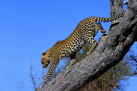 All the major safari animals are present including the big five. Is Greater Kruger National Park better than Kruger ...