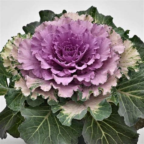 Osaka Pink Flowering Kale