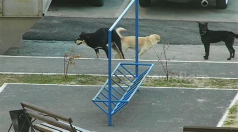 Two Mating Dogs Stuck After Being Interrupted Buy Sell Or Upload