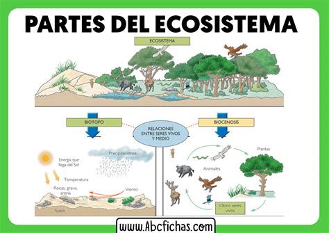 Partes De Un Ecosistema Abc Fichas