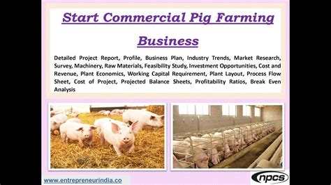 Start Commercial Pig Farming Business - YouTube