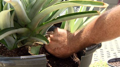 Grow Your Own Pineapples For Delicious Fresh Fruit Youtube