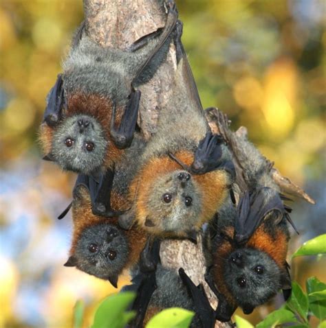 Nca Going Into Bat For The Commonwealth Parks Flying Foxes Riotact