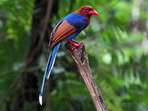 Sri Lanka Blue Magpie Ebird