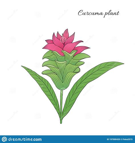 Kurkuma Plant Illustration Stock Vector Illustration Of Herb 197000420