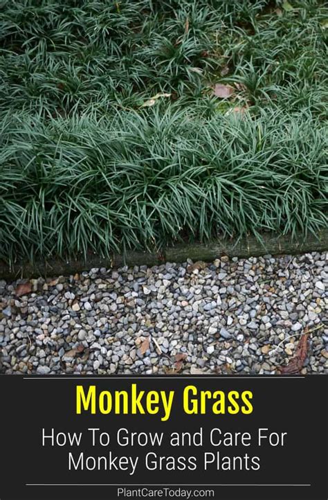 How To Grow Monkey Grass Aka Ophiopogon Japonicus