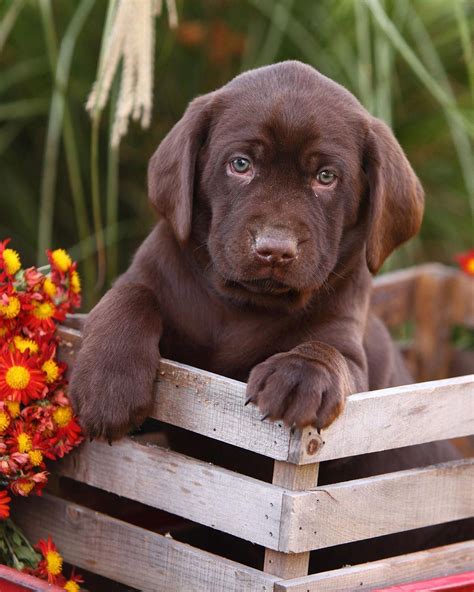 These beautiful puppies are $2500.00 each and may be reserved with a deposit of only $200.00 below. Chocolate Lab Names - Great Ideas For Naming Your Puppy ...