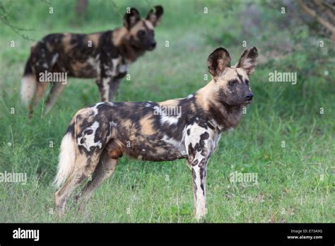 African Wild Dogs Lycaon Pictus Madikwe Game Reserve North West