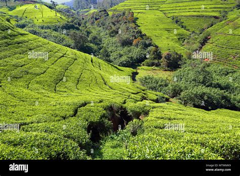 Tea Plantation In Sri Lanka Stock Photo Alamy