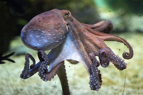 Adopt An Octopus Symbolic Adoptions From Wwf