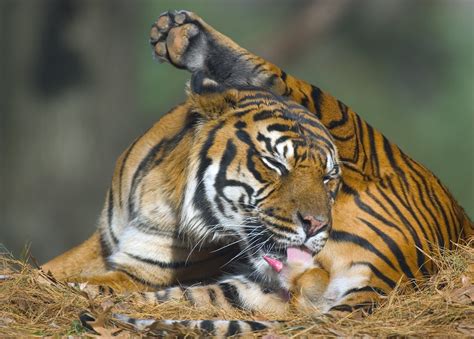 Sumatran Tiger Licking His Genitals Sumatran Tiger Panthe Flickr