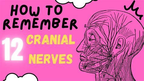 how to remember all 12 cranial nerves in 5 minutes youtube