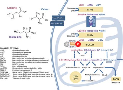 Overview Of The Pathways Of Branched Chain Amino Acid Bcaa Download Scientific Diagram