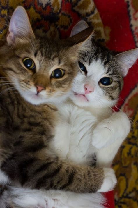 Cuddling Cats Pix Pinterest Katter Katter Och